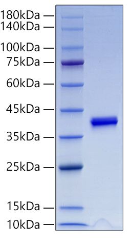 Recombinant Mouse IGF-I Protein was determined by SDS-PAGE under reducing conditions with Coomassie Blue.