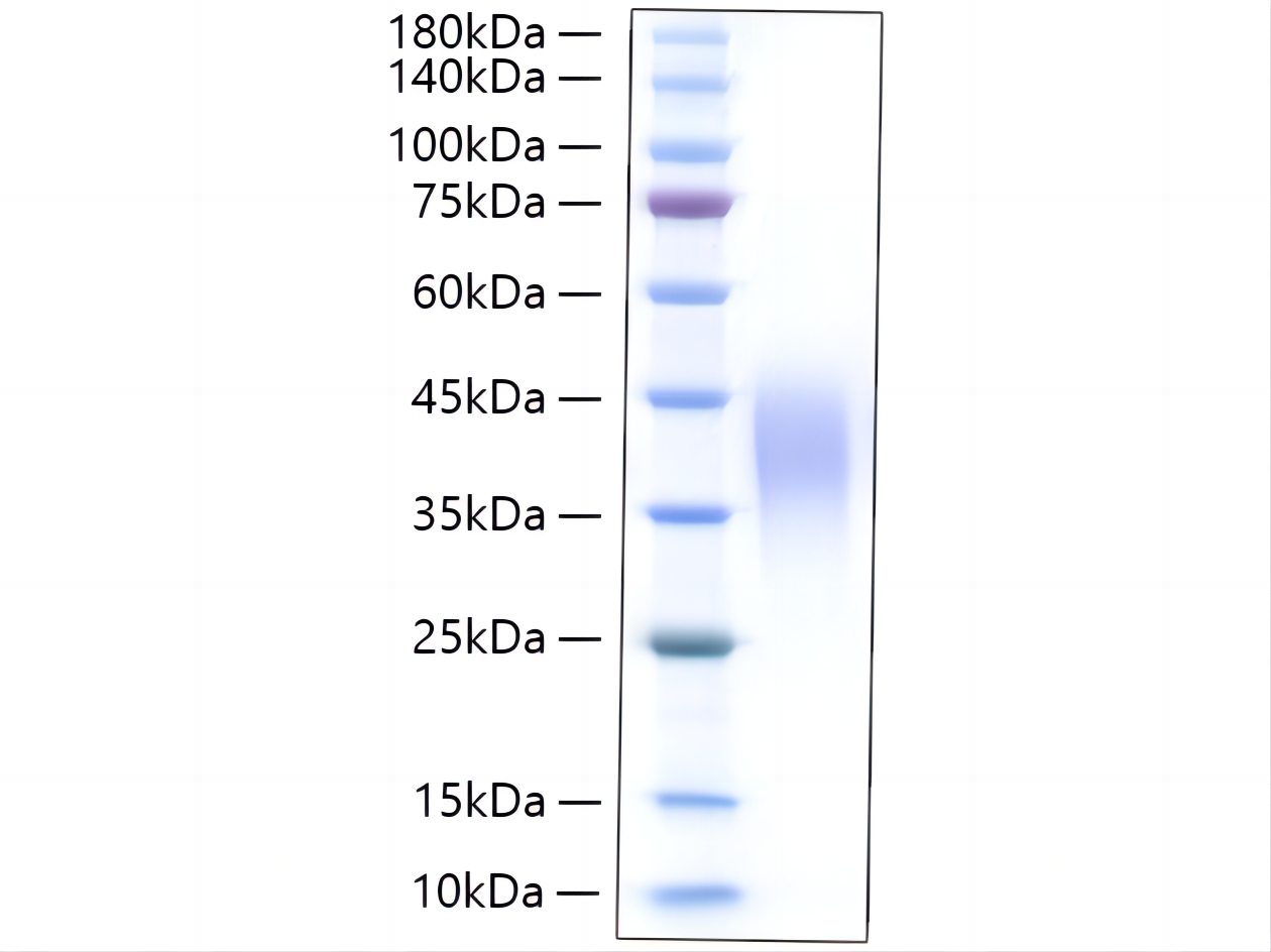 Recombinant Rat Leukemia inhibitory factor/LIF Protein was determined by SDS-PAGE under reducing conditions with Coomassie Blue.