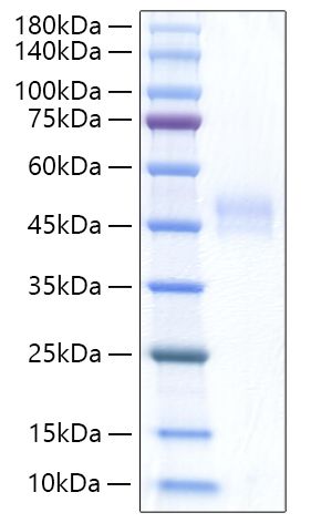 Recombinant Rat Follistatin/FST Protein was determined by SDS-PAGE under reducing conditions with Coomassie Blue.