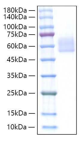 Recombinant Mouse Dkk-3 Protein was determined by SDS-PAGE under reducing conditions with Coomassie Blue.