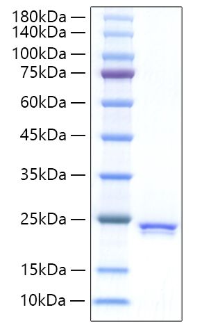 Recombinant Rat Sonic hedgehog N-product/SHH Protein was determined by SDS-PAGE under reducing conditions with Coomassie Blue.