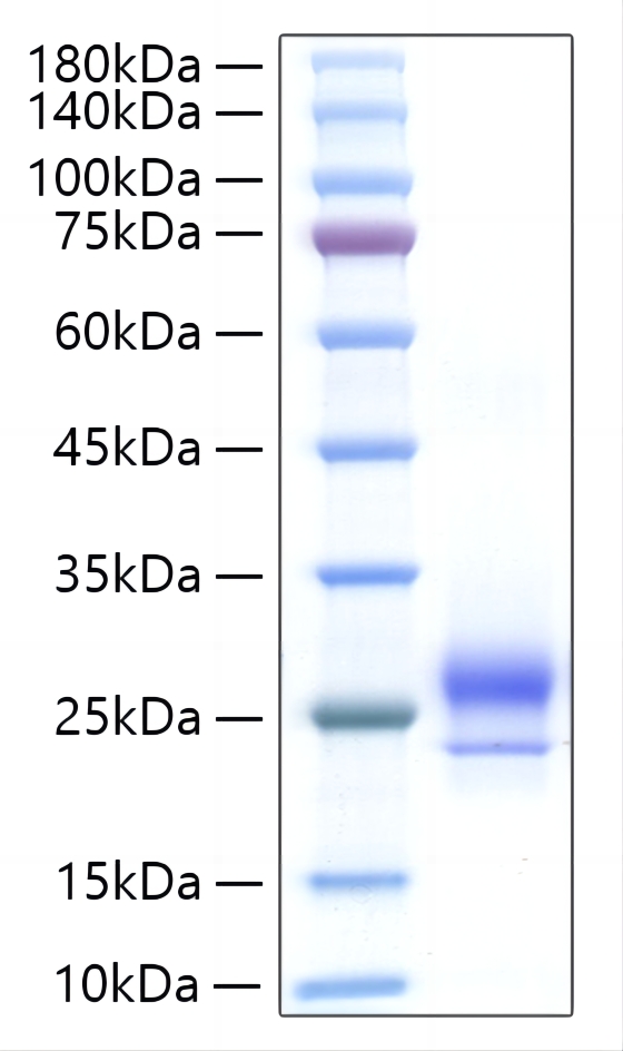 Recombinant Human IFN-alpha H2/IFNA14 Protein was determined by SDS-PAGE under reducing conditions with Coomassie Blue.