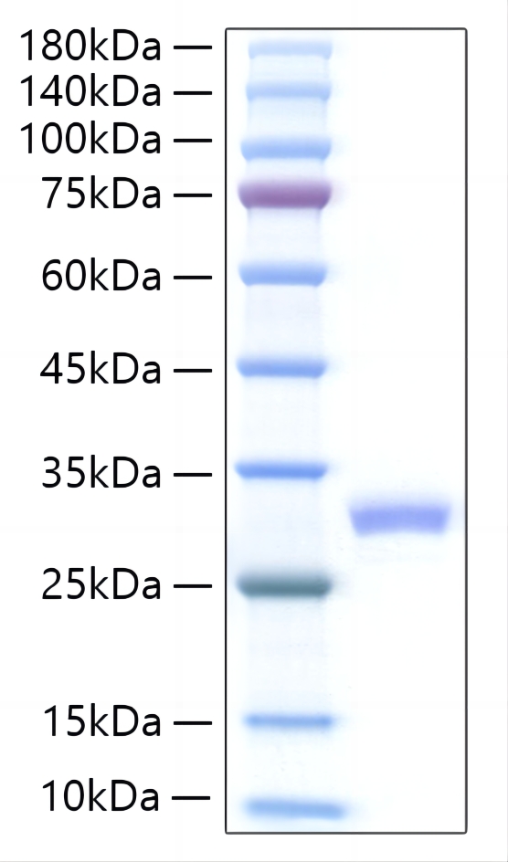 Recombinant Mouse IL-27A Protein was determined by SDS-PAGE under reducing conditions with Coomassie Blue.