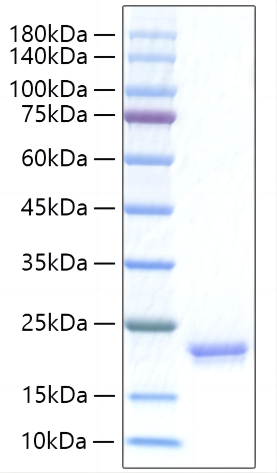 Recombinant Human IFN-alpha I/IFN17 Protein was determined by SDS-PAGE under reducing conditions with Coomassie Blue.