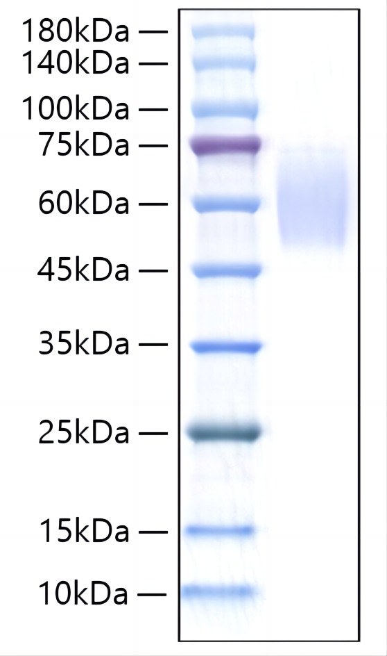 Recombinant Rat Thrombopoietin /THPO / TPO Protein was determined by SDS-PAGE under reducing conditions with Coomassie Blue.