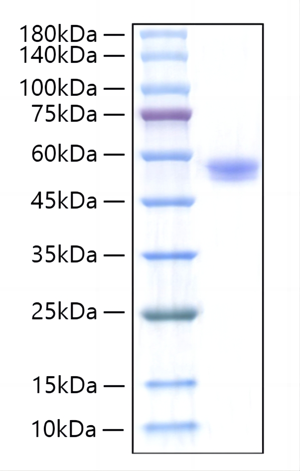 Recombinant Human TNFSF4/OX40 ligand/CD252 Protein was determined by SDS-PAGE under reducing conditions with Coomassie Blue.