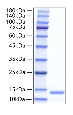 Recombinant Mouse CCL11/Eotaxin Protein was determined by SDS-PAGE under reducing conditions with Coomassie Blue.