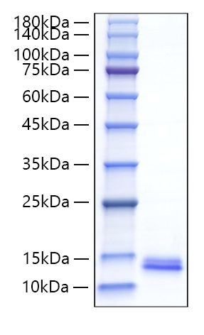 Recombinant Mouse CCL22/MDC Protein was determined by SDS-PAGE under reducing conditions with Coomassie Blue.