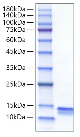 Recombinant Mouse CCL4/MIP-1β Protein was determined by SDS-PAGE under reducing conditions with Coomassie Blue.