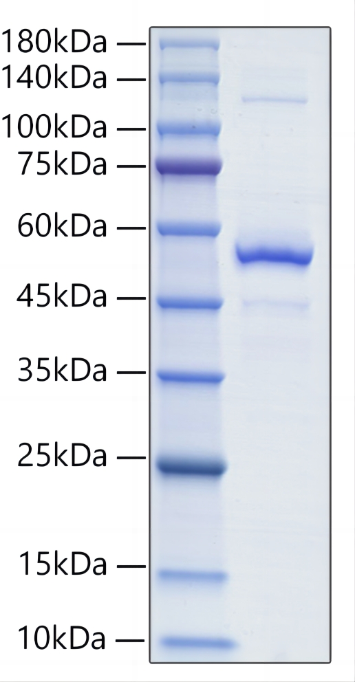 Recombinant Mouse TNFSF13B/BAFF/CD257 Protein was determined by SDS-PAGE under reducing conditions with Coomassie Blue.