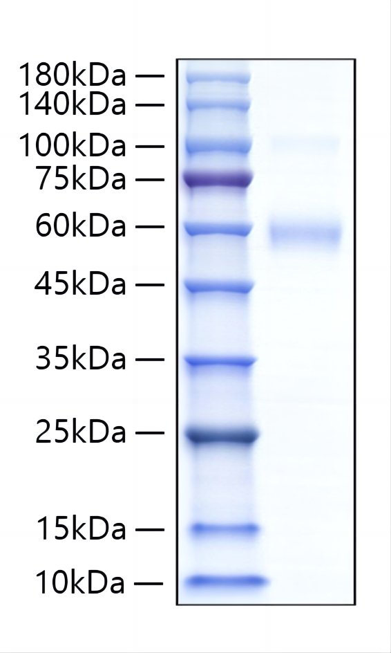 Recombinant Mouse Siglec-5/CD170 Protein was determined by SDS-PAGE under reducing conditions with Coomassie Blue.