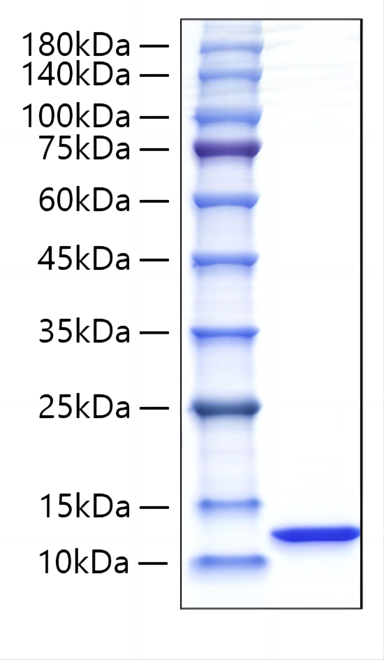 Recombinant Rat CXCL1/GRO-alpha Protein was determined by SDS-PAGE under reducing conditions with Coomassie Blue.
