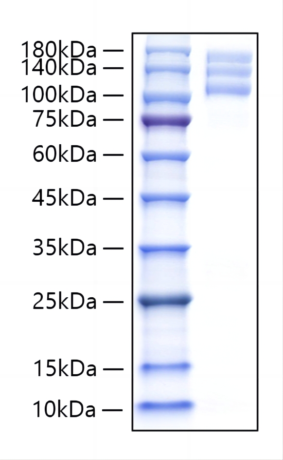 Recombinant Human Integrin alpha V beta3 (ITGB3 & ITGAV) Protein was determined by SDS-PAGE under reducing conditions with Coomassie Blue.