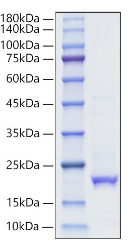Recombinant Human IFN-alpha 10 Protein was determined by SDS-PAGE under reducing conditions with Coomassie Blue.