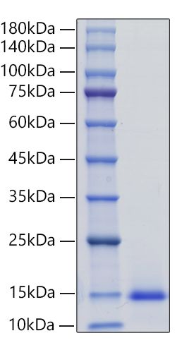Recombinant Mouse CCL7/MCP-3 Protein was determined by SDS-PAGE under reducing conditions with Coomassie Blue.