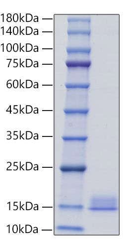 Recombinant Mouse CXCL4/PF-4 Protein was determined by SDS-PAGE under reducing conditions with Coomassie Blue.