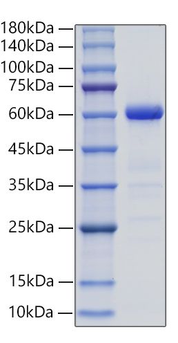 Recombinant Mouse Ephrin-B3/EFNB3 Protein was determined by SDS-PAGE under reducing conditions with Coomassie Blue.