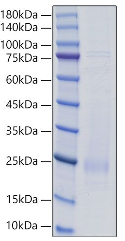 Recombinant Rat IL-18 Protein was determined by SDS-PAGE under reducing conditions with Coomassie Blue.