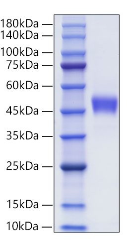 Recombinant Human CXC-chemokine receptor 1/CXCR1 Protein was determined by SDS-PAGE under reducing conditions with Coomassie Blue.