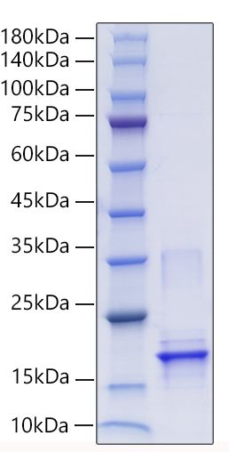 Recombinant African swine fever virus P30 Protein was determined by SDS-PAGE under reducing conditions with Coomassie Blue.