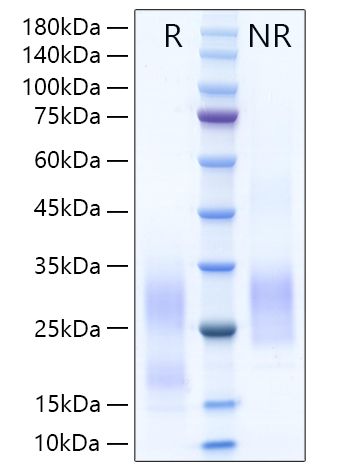 Recombinant Bovine FSH/CGA&FSHB Protein was determined by SDS-PAGE under reducing conditions with Coomassie Blue.