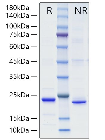 Recombinant Mouse TNFSF15/TL1A Protein was determined by SDS-PAGE under reducing (R) .