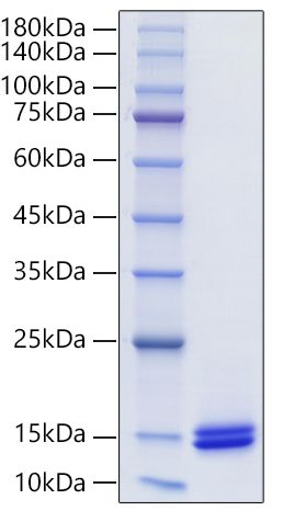 Recombinant Human CCL14/HCC-1/HCC-3 Protein was determined by SDS-PAGE under reducing conditions with Coomassie Blue.