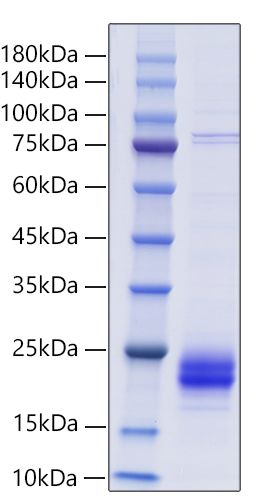 Recombinant Mouse Cripto/TDGF1 Protein was determined by SDS-PAGE under reducing conditions with Coomassie Blue.