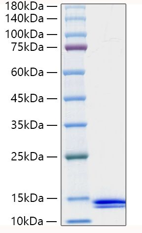 Recombinant Human CCL8/MCP-2 Protein was determined by SDS-PAGE under reducing conditions with Coomassie Blue.