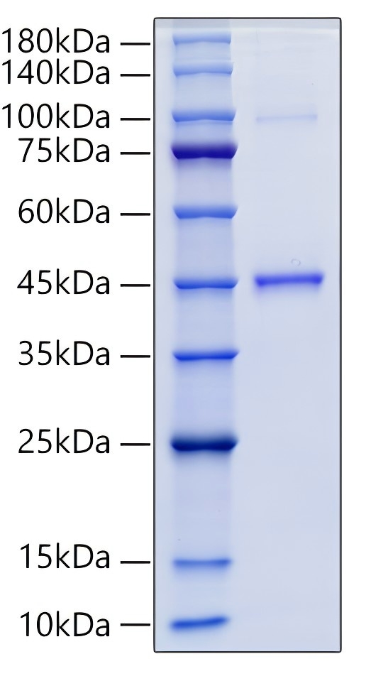 Recombinant Human GDF15 Protein was determined by SDS-PAGE under reducing conditions with Coomassie Blue.