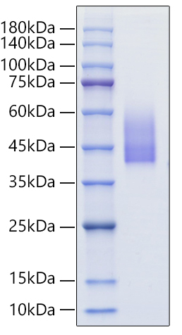 Recombinant Human R-spondin-3/RSPO3 Protein was determined by SDS-PAGE under reducing conditions with Coomassie Blue.