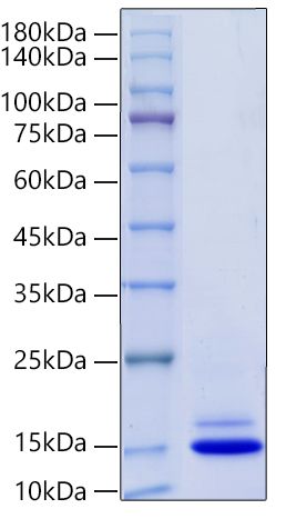 Recombinant Mouse CXCL4/PF-4 Protein was determined by SDS-PAGE under reducing conditions with Coomassie Blue.
