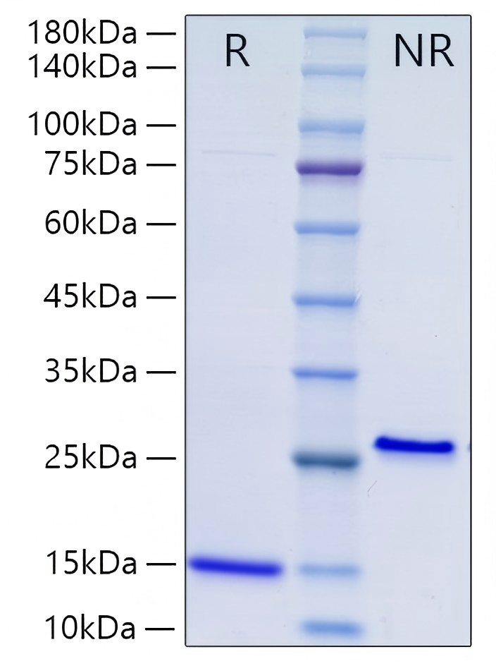 Recombinant Human Mature MIS/AMH Protein was determined by SDS-PAGE under reducing (R) and non-reducing (NR) conditions.