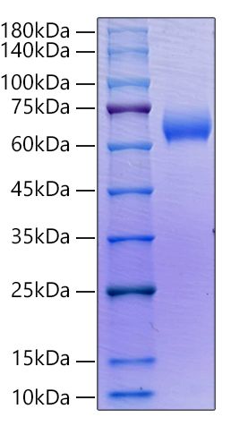 Recombinant Human SLAMF6/NTB-A/CD352 Protein was determined by SDS-PAGE under reducing conditions with Coomassie Blue.