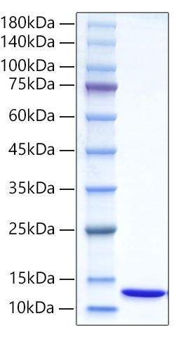 Recombinant Human Ubiquitin protein was determined by SDS-PAGE under reducing conditions with Coomassie Blue.