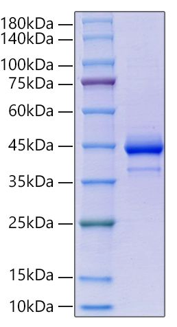 Recombinant Human ITPRIPL1/KIAA1754L/CD3L1 Protein was determined by SDS-PAGE under reducing conditions with Coomassie Blue.