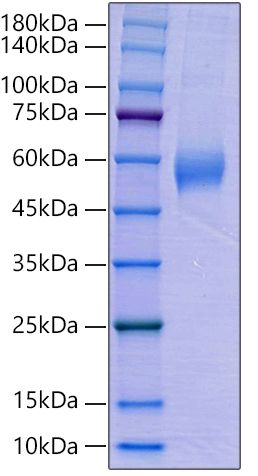 Recombinant Human AMHR2/MISR2 Protein was determined by SDS-PAGE under reducing conditions with Coomassie Blue.