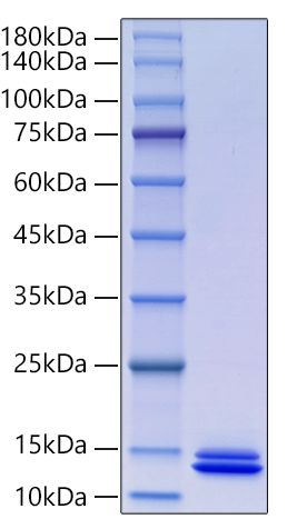 Recombinant Human ITPRIPL1/KIAA1754L/CD3L1 Protein was determined by SDS-PAGE under reducing conditions with Coomassie Blue.