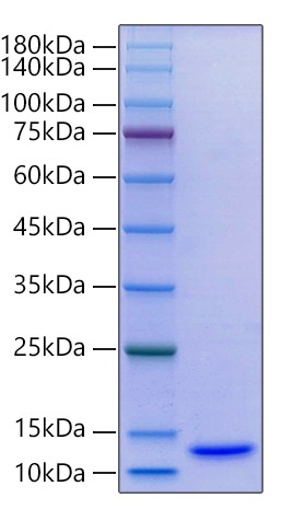 Recombinant Human CCL15/MIP-5/HCC-2 Protein was determined by SDS-PAGE under reducing conditions with Coomassie Blue.