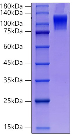 Recombinant Mouse SR-D1/CD68 Protein was determined by SDS-PAGE under reducing conditions with Coomassie Blue.