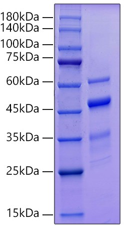 Recombinant Human MMP-10 Protein was determined by SDS-PAGE under reducing conditions with Coomassie Blue.