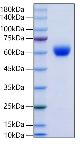 Recombinant Human GDNFR-alpha-1/GFRA1 Protein was determined by SDS-PAGE under reducing conditions with Coomassie Blue.