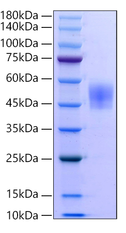 Recombinant Human CD19 Protein was determined by SDS-PAGE under reducing conditions with Coomassie Blue