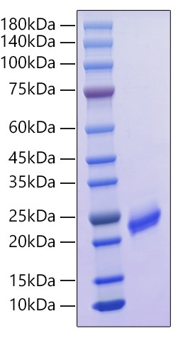 Recombinant Mouse IFN-alpha 7/IFNA7 Protein was determined by SDS-PAGE under reducing conditions with Coomassie Blue.