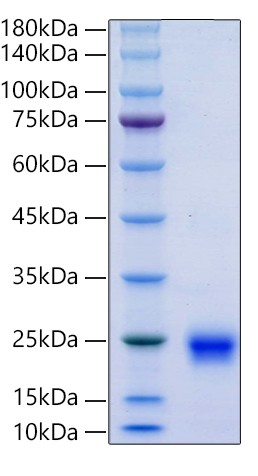 Recombinant Human TNF-beta Protein was determined by SDS-PAGE under reducing conditions with Coomassie Blue.