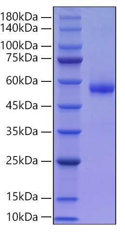 Recombinant Human CMRF35-like molecule 5/CD300LD Protein was determined by SDS-PAGE under reducing conditions with Coomassie Blue.