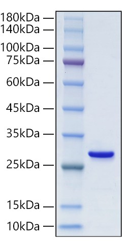 Recombinant Mouse 3110082I17Rik(Cholesin) Protein was determined by SDS-PAGE under reducing conditions with Coomassie Blue.