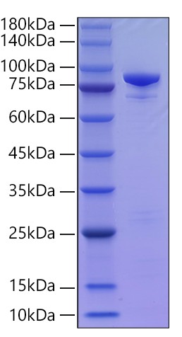 Recombinant Human STAT1 Protein was determined by SDS-PAGE under reducing conditions with Coomassie Blue.