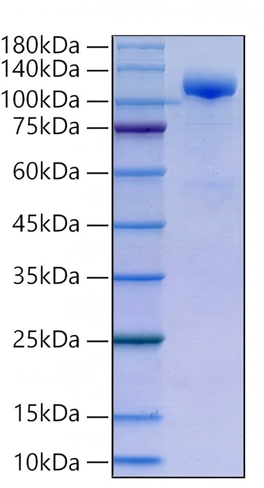Recombinant Human N-Cadherin/CDH2 Protein was determined by SDS-PAGE under reducing conditions with Coomassie Blue.