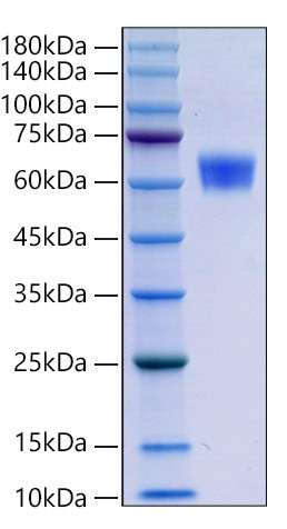 Recombinant Human FCRL2/FCRH2 /IRTA4 Protein was determined by SDS-PAGE under reducing conditions with Coomassie Blue.